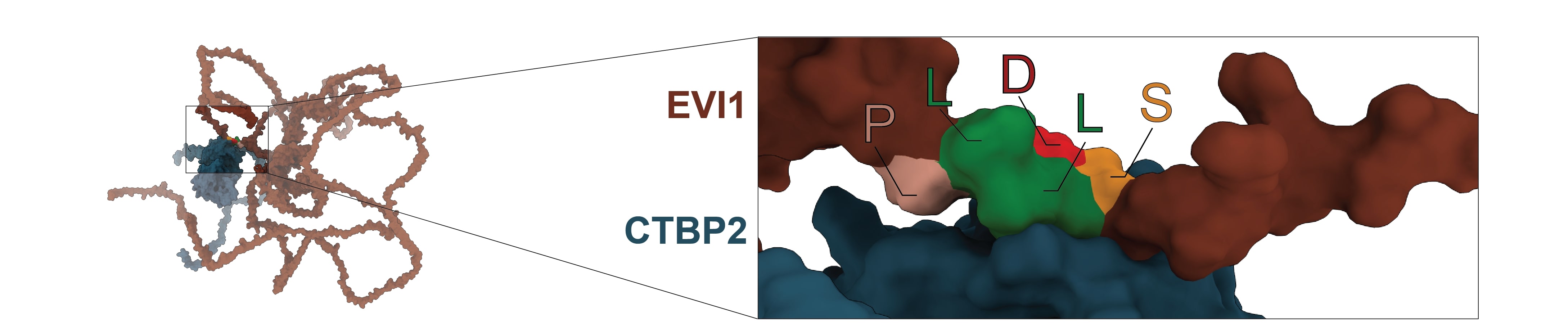 different aspect ratios of AlphaFold predicted interaction  between EVI1 and CTBP.