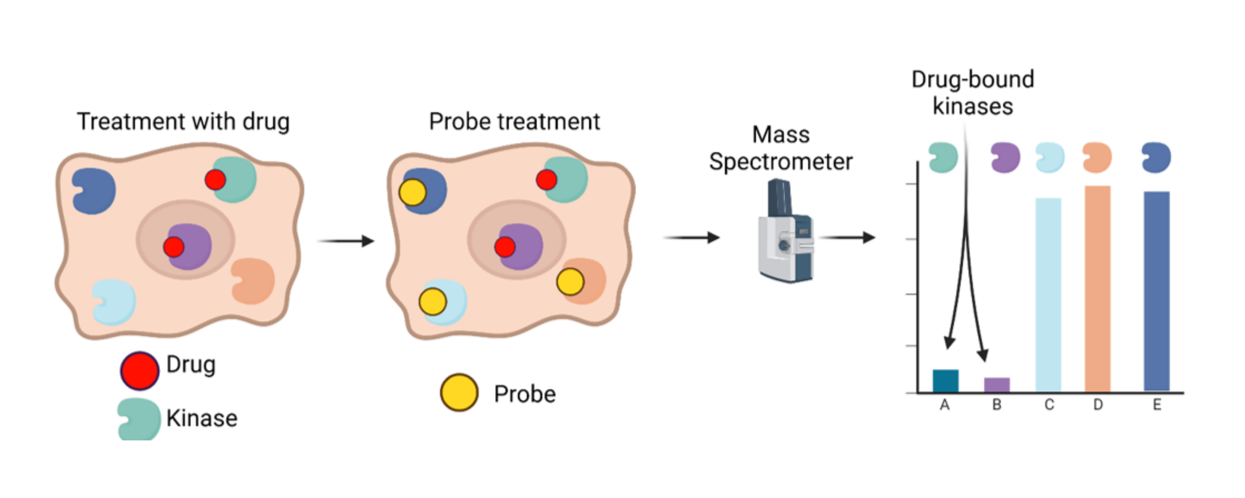 CellEKT: Innovative chemical proteomics tool infographic