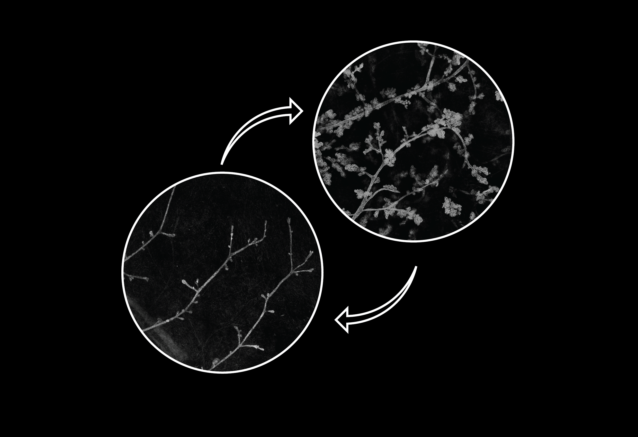 During the hormonal cycle, many changes take place in breast tissue, including up- and down-regulation of mammary glands. This image shows mice breast tissue at two stages of the hormonal cycle.