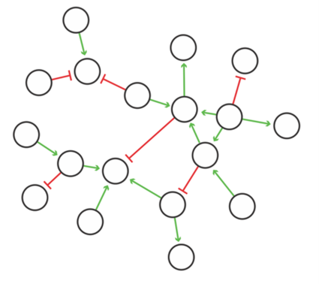 Gene Network