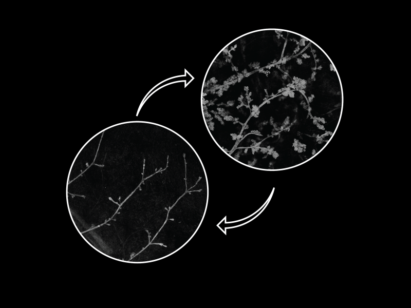 During the hormonal cycle, many changes take place in breast tissue, including up- and down-regulation of mammary glands. This image shows mice breast tissue at two stages of the hormonal cycle.