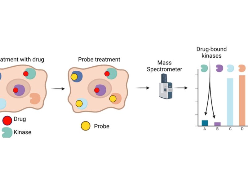 CellEKT: Innovative chemical proteomics tool infographic